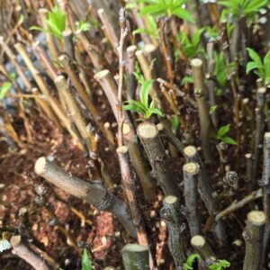 Rooted Luisa Plum Cutting