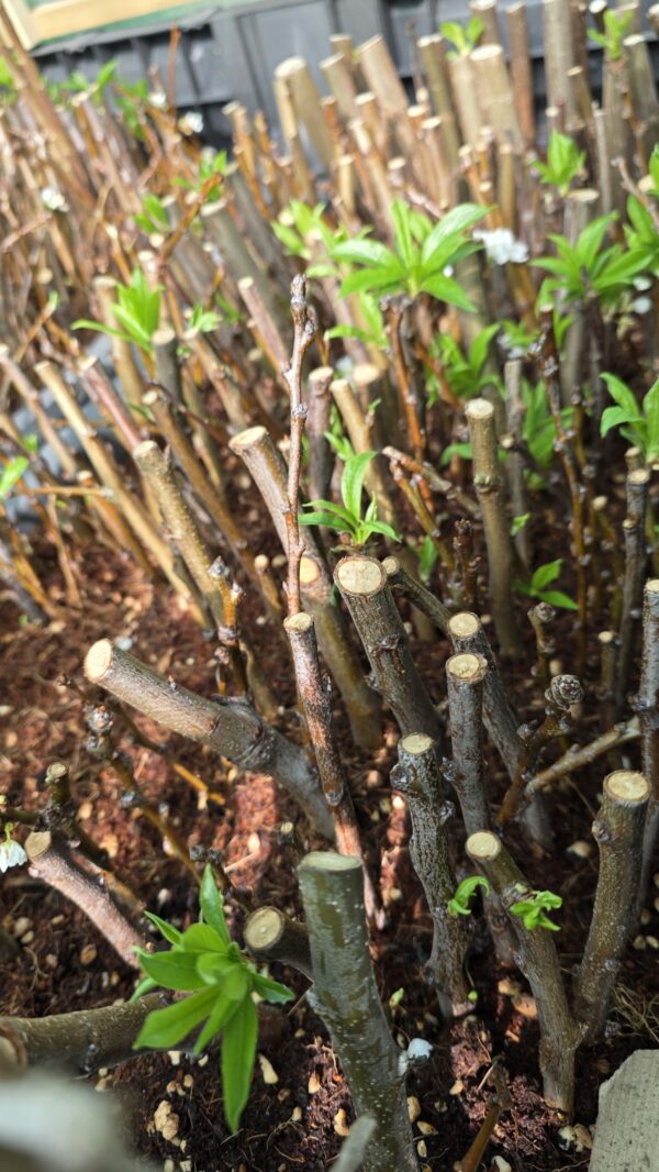 Rooted Luisa Plum Cutting