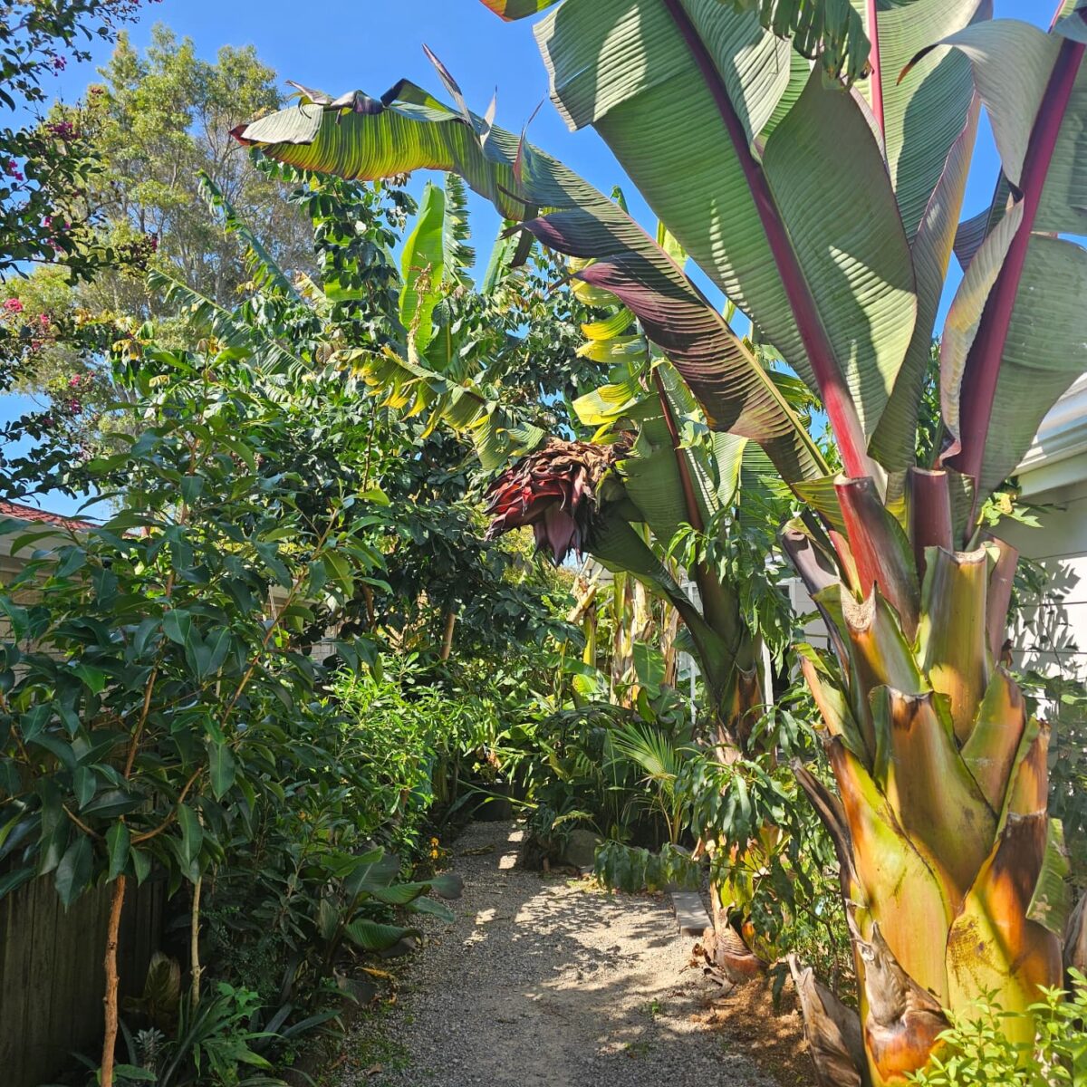 Troppo, Te Puke’s Tropical Urban Food Forest & Nursery