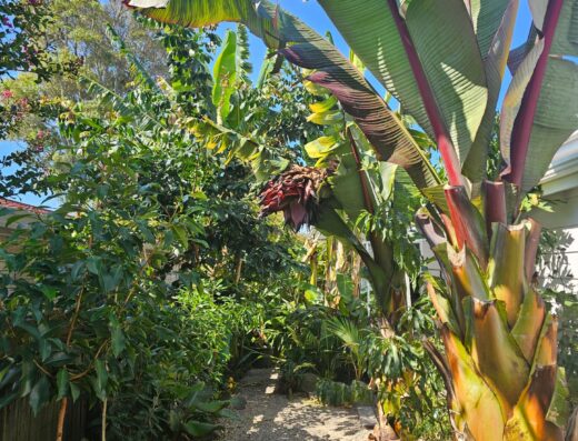 Troppo, Te Puke’s Tropical Urban Food Forest & Nursery
