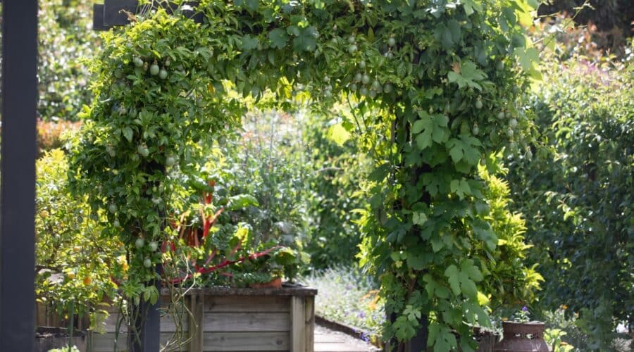 Kai Resilience Co-op: Cultivating Beauty and Sustainable Kai